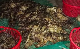 Gần 30.000 con tôm hùm ở Phú Yên chết đột ngột, không dấu hiệu bệnh lý