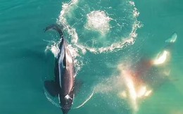 Video hiếm quay cảnh cá voi sát thủ hợp lực tiêu diệt cá mập trắng lớn, khẳng định sức mạnh của chúa tể trị đại dương