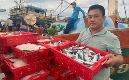 Chuyến ra khơi của ngư dân Quảng Bình 'trúng đậm' hàng tỉ đồng