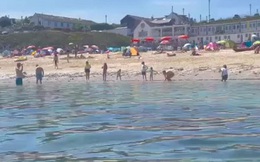 Nhiệt độ nước biển tăng, hàng nghìn con cua có độc tràn vào các bãi biển St Ives của Anh