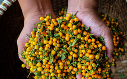 Ảnh: Mục sở thị khu vườn trồng loại ớt đắt nhất thế giới ở Hà Tĩnh