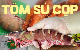 Đắt hơn cả tôm hùm, loại tôm này có giá gần 2 triệu/kg, khách đặt hàng cả tháng mới mua được