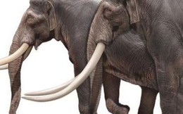 Các nhà khảo cổ học Israel tìm thấy ngà của một loài voi khổng lồ 500.000 năm tuổi