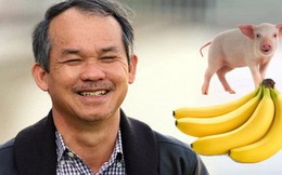 Thập kỷ làm nông nghiệp gian nan của bầu Đức: Xoay chuyển không ngừng, sau chuối - heo sẽ là gì?