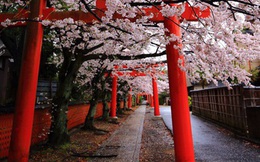 Kyoto rất mong đón du khách trở lại, nhưng 'thủ thỉ' những yêu cầu đặc biệt