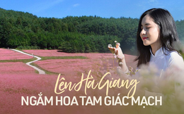 Lên kế hoạch đi Hà Giang ngắm hoa tam giác mạch với chi phí 3,5 triệu đồng