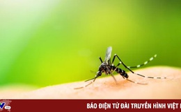 Tại sao muỗi đốt lại gây ngứa cho da?