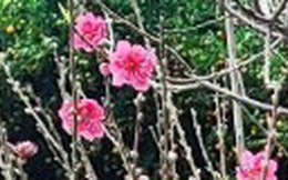 Đào Bắc, quất Phú Yên... đổ bộ lên TP.HCM, người bán ngóng khách