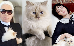 Cô mèo sướng nhất làmg thời trang: Được cố NTK Karl Lagerfeld 'nâng như nâng trứng', thậm chí sở hữu gia tài 13 triệu đô