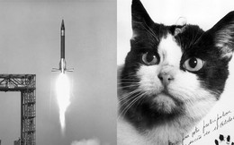 Câu chuyện về chú mèo duy nhất bay thành công vào vũ trụ: Sống sót trong vận tốc gấp 5 lần âm thanh nhưng chết dưới bàn tay con người