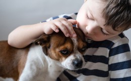 Khi trẻ em hành hạ động vật: Biểu hiện tâm lý cần quan tâm nhưng đa phần bị phụ huynh bỏ qua