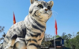 Quảng Trị tính đấu giá linh vật 'hoa hậu mèo' để gây quỹ