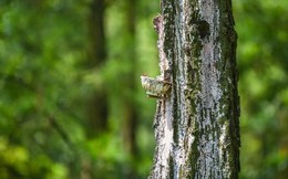 Doanh nghiệp kinh doanh nhựa thông duy nhất trên sàn sắp trả cổ tức bằng tiền tỷ lệ 46,2%: Doanh thu hơn 1.000 tỷ, EPS trên 13.000 đồng