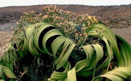 Welwitschia mirabilis: Loài thực vật cổ xưa có khả năng tồn tại hàng nghìn năm
