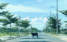 Chủ đầu tư nợ thuế, dân mỏi mòn chờ thoát cảnh sống 'treo' theo dự án 'rùa bò'