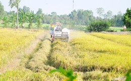 1 triệu ha lúa chất lượng cao có thể tăng lợi nhuận 16.000 tỷ đồng