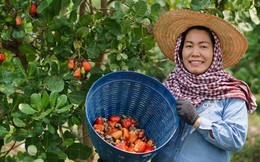 Trung Quốc vượt Mỹ, thành khách mua lớn nhất 1 sản phẩm Việt Nam: Lý do hàng Việt 'độc bá' thị trường