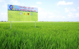 Hai doanh nghiệp trên sàn chứng khoán vừa bị phạt hơn nửa tỉ đồng