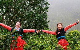 Giám đốc học tiếng Mông để cùng dân bản biến cây củi thành đặc sản