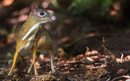 Độc lạ loài thú quý hiếm giữ kỷ lục thế giới ở Việt Nam: Vẻ ngoài giống hươu, kích cỡ chỉ bằng con thỏ