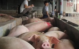 Dịch tả heo châu Phi bùng phát, cuối năm liệu có thiếu thịt heo?