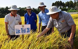 Tập đoàn Lộc Trời đóng góp 2/6 giống gạo giúp Việt Nam đạt giải "Gạo ngon nhất thế giới 2023"