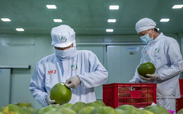 Xuất khẩu rau quả sang Trung Quốc kỳ vọng ‘bùng nổ’
