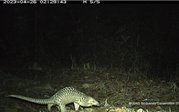 Tìm thấy loài thú quý hiếm, cực kỳ nguy cấp trong rừng sâu Quảng Nam