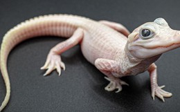 Cá sấu bạch tạng màu trắng hồng với đôi mắt xanh duy nhất trên thế giới
