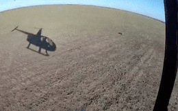 Vì sao Mỹ nhất quyết đòi thuê trực thăng xử bắn 2.000 con hươu?