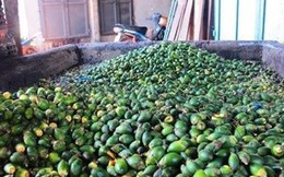 Loại quả phổ biến ở Việt Nam được người dân Trung Quốc cực ưa chuộng, thương lái đổ xô đi thu mua làm thành kẹo bán giá chục triệu/kg