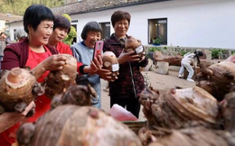 Bí quyết sống thọ, tránh xa ung thư của dân làng "cứ 100 người thì có 1 người trăm tuổi" ở Trung Quốc