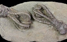 Phát hiện hóa thạch 'người ngoài hành tinh' 280 triệu năm tuổi tại Tây Úc