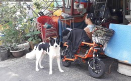 Thú cưng tấn công người: Có thể truy cứu trách nhiệm hình sự chủ nuôi