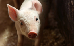 Quốc gia châu Âu bị lợn 'xâm chiếm', có nơi bình quân mỗi người nuôi tới 800 con heo
