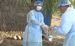 Nguy cơ xâm nhập Việt Nam, cúm gia cầm H5N1 nguy hiểm thế nào?