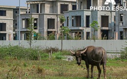 [Photo Essay] Sắp lên thành phố phía Bắc Hà Nội, "làng biệt thự" Mê Linh - nơi chôn vùi hàng nghìn tỷ đồng của nhà đầu tư hiện nay ra sao?