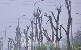 Hà Nội: Loạt cây xanh chết khô ở đại lộ Thăng Long, đơn vị nào chịu trách nhiệm?