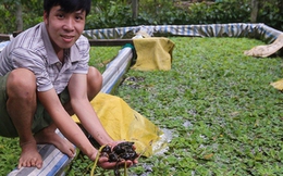 Thất nghiệp, hướng dẫn viên du lịch về quê nuôi ốc kiếm hơn 30 triệu đồng/tháng, sở hữu trại ốc lớn nhất Quảng Nam