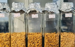 Sinh viên dùng khí CO2 để bảo quản lúa gạo