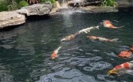 Hai trẻ tử vong do đuối nước trong bể cá Koi ở Hạ Long