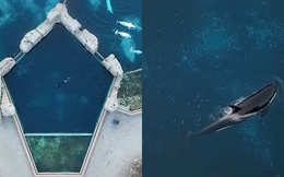 'Cá voi sát thủ cô đơn nhất thế giới' qua đời: Hơn 1 thập kỷ bị cô lập
