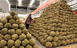 Trung Quốc đầu tư trồng 30 nghìn hecta sầu riêng tại Lào