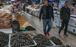 Sinh vật bị khai thác cạn kiệt ở Trung Quốc vì "cơn khát" của dân sành ăn: Việt Nam đang dẫn đầu thế giới về công nghệ sản xuất giống