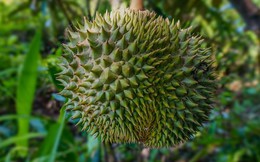 Trung Quốc ôm mộng trồng loại "trái cây vua" của Việt Nam và láng giềng: Có cạnh tranh được với ASEAN?