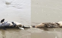 Liên tiếp phát hiện xác cá voi trôi dạt vào bờ biển Hà Tĩnh