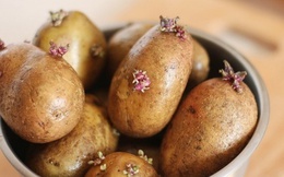 Dấu hiệu cho thấy khoai tây có thể chứa độc
