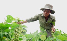 Sau sự cố lô sữa Fami Canxi nghi nhiễm vi khuẩn Coliforms, Vinasoy có động thái mới tại vùng đậu nành lớn nhất tỉnh Đắk Nông