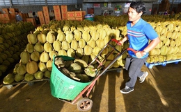 Nông dân Thái Lan lo lắng vấp phải đối thủ mạnh: Sầu riêng Việt Nam xuất khẩu sang Trung Quốc có quá nhiều lợi thế