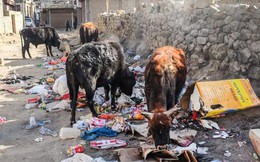 Ấn Độ khổ sở vì 5 triệu con bò vô chủ: Dân chúng bất lực